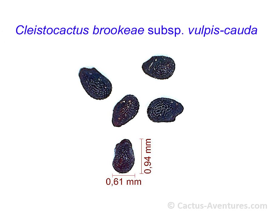 Cleistocactus brookeae vulpis-cauda